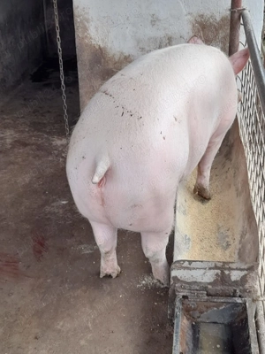 Vând porc 190- 200 kg - imagine 3