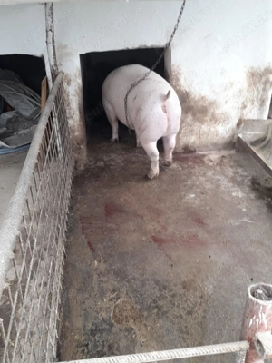 Vând porc 190- 200 kg - imagine 4