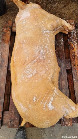 Vand porci de carne  - imagine 3