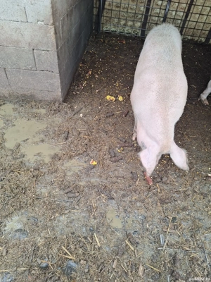 Scroafa pentru sacrificare - imagine 4