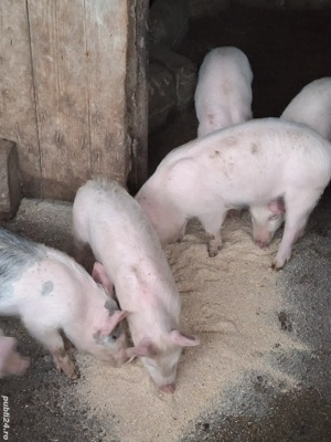 Șuldei de vânzare! - imagine 3