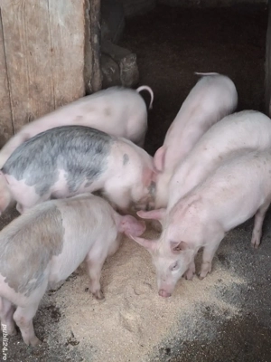 Șuldei de vânzare! - imagine 4