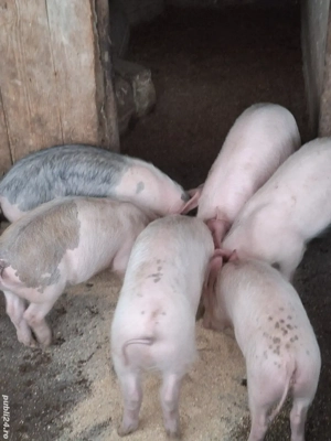 Șuldei de vânzare! - imagine 2