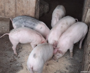 Șuldei de vânzare!