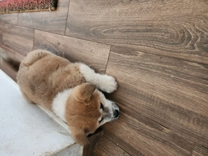 Vand catelușă akita inu japonez - imagine 2