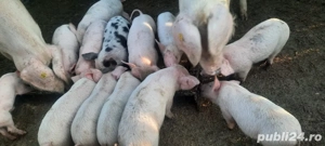 Vând 50 de purcei 