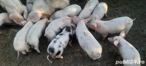Vând 50 de purcei  - imagine 4