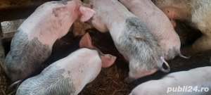 Vând 50 de purcei  - imagine 3