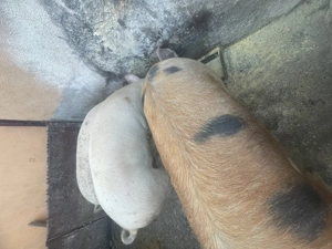 Porci din gospodaria propreie - imagine 2