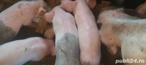 Vând 50 de purcei  - imagine 2