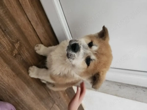 Vand catelușă akita inu japonez - imagine 3