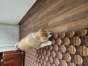 Vand catelușă akita inu japonez - imagine 6