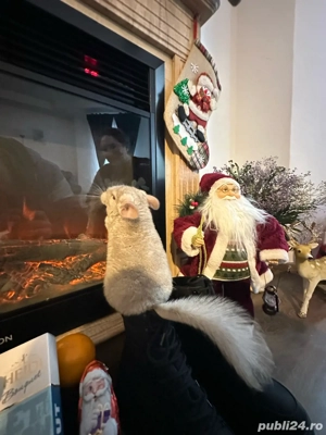 Vand Sinsila un mascul si o femela  - imagine 2