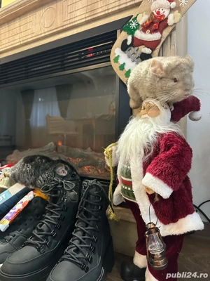 Vand Sinsila un mascul si o femela  - imagine 3