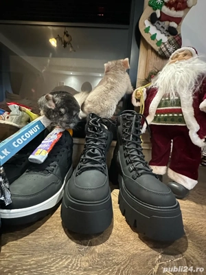 Vand Sinsila un mascul si o femela 