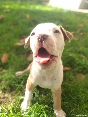 disponibili dor pentru famili pret incepe 1500 lei  - imagine 3