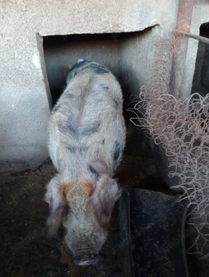 Vând porci porci de tara între 140-180 și 250 kg
