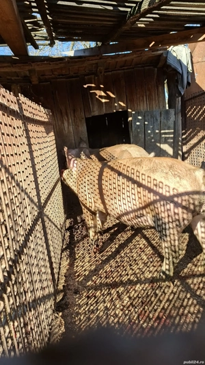 Porci de vanzare Mihaesti Arges