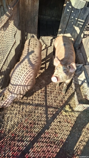 Porci de vanzare Mihaesti Arges - imagine 4