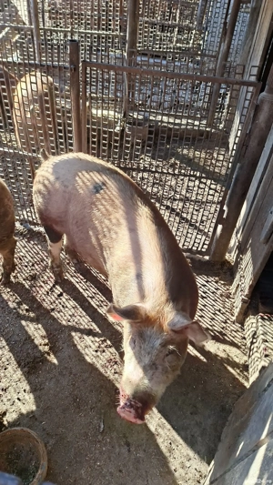 Porci de vanzare Mihaesti Arges - imagine 3