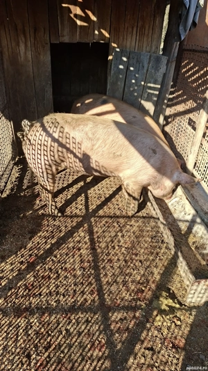 Porci de vanzare Mihaesti Arges - imagine 5