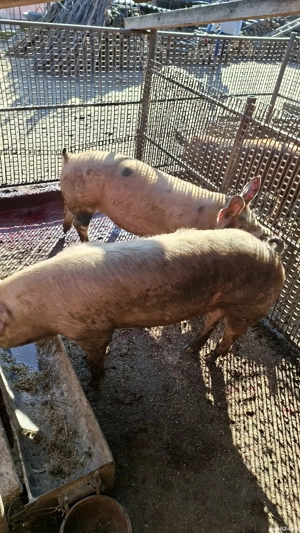 Porci de vanzare Mihaesti Arges - imagine 2