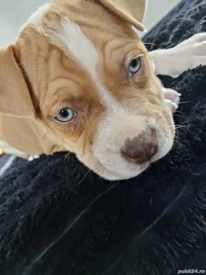 Disponibili dor pentru famili  - imagine 4