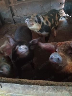 Vând porci porci de tara între 140-180 și 250 kg - imagine 2