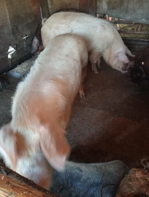 Vând porci porci de tara între 140-180 și 250 kg - imagine 3