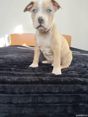 Cadoul perfect pentru o familie - imagine 2