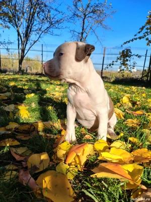 Disponibili dor pentru famili  - imagine 5