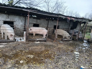Porci de vânzare
