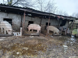 Porci de vânzare - imagine 2