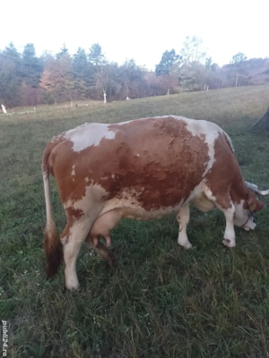 vand vaca baltata romaneasca