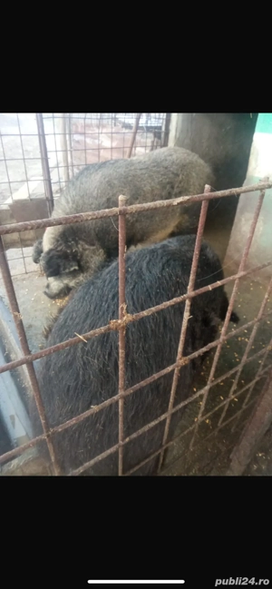 Porci mangalița cu mistreț pentru sacrificat, preț negociabil - imagine 5