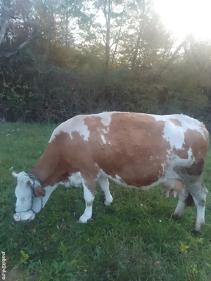 vand vaca baltata romaneasca - imagine 2