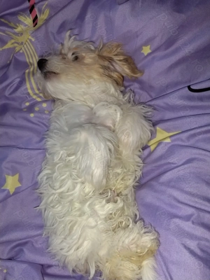 Vând cățel bișon  - imagine 2