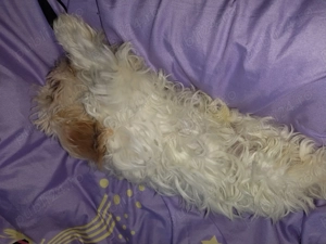 Vând cățel bișon  - imagine 3