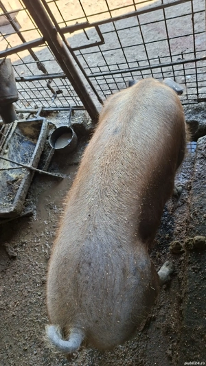 porc de vanzare Mihaesti Arges - imagine 2