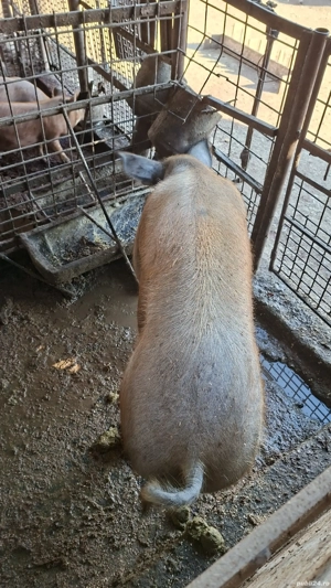 porc de vanzare Mihaesti Arges - imagine 3