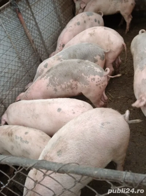 porci de carne  - imagine 4