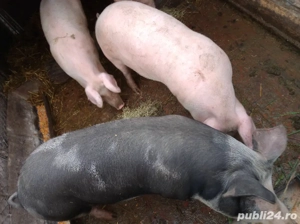 porci de carne  - imagine 5