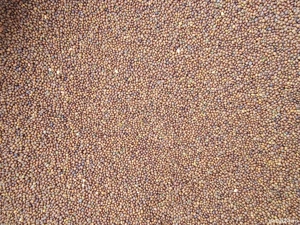 Sămânță certificată 