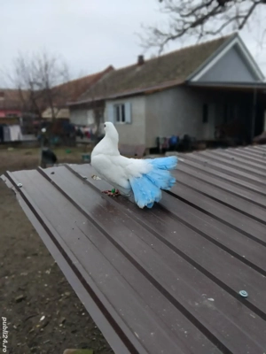 porumbei rotati la schimb  - imagine 5