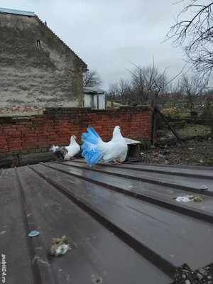 porumbei rotati la schimb  - imagine 4