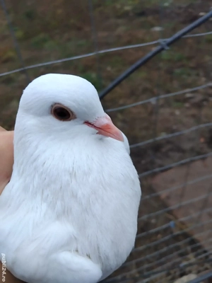 porumbei rotati la schimb  - imagine 2