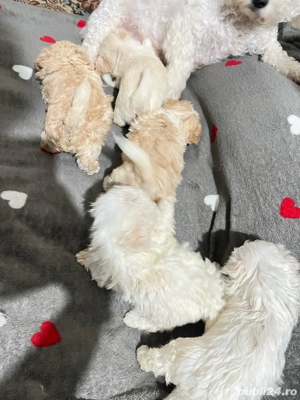 Catei bichon maltez-fri e - imagine 5