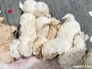 Catei bichon maltez-fri e - imagine 3