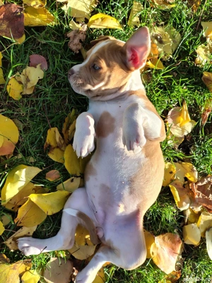 Cadoul perfect pentu copii - imagine 4