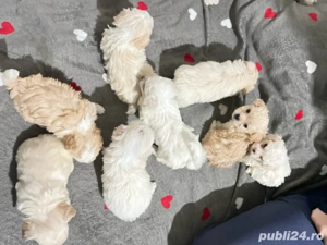 Catei bichon maltez-fri e